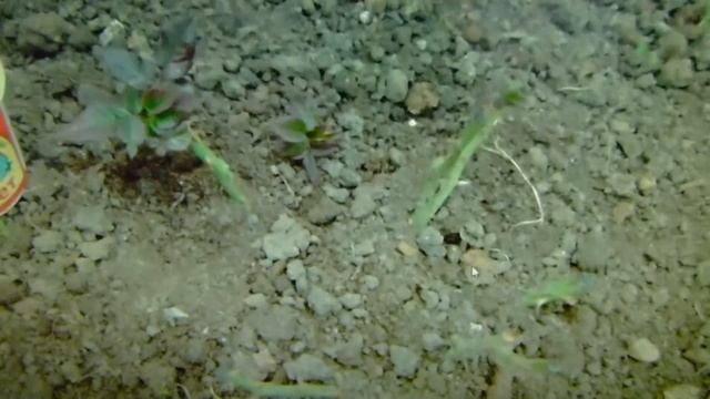 Работа над ошибками!!! Использование РАДИФАРМА ОСЕНЬЮ !!!СЕРИЯ ВИДЕО-ВОПРОС -ОТВЕТ!!! смотреть онлайн