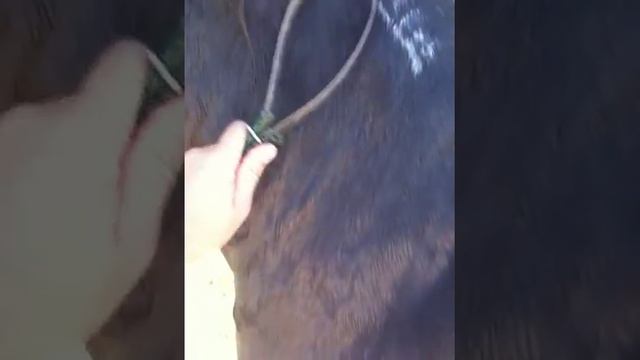 What Is A Horse Sweat Scraper - Helping Your Horse Cool Properly - Rick Gore Horsemanship