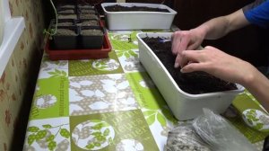 Почва для выращивания кедра.