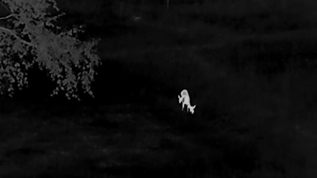 Pulsar TALION XQ38 Budget Thermal Riflescope