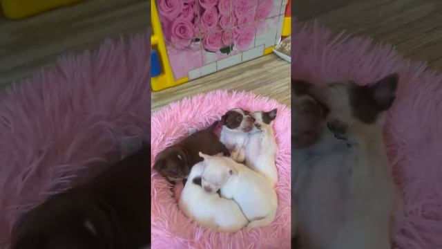 Щенки чихуахуа продажа смотреть онлайн