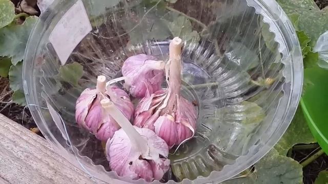 Озимый чеснок. Посадили и забыли о нем до середины лета)) смотреть онлайн