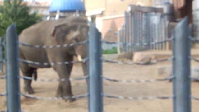 Слоник в Московском Зоопарке)DSCF9051 смотреть онлайн