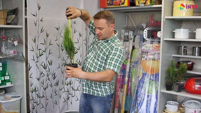 Туя западная Smaragd, Smaragd Light (White), Smaragd Variegata смотреть онлайн