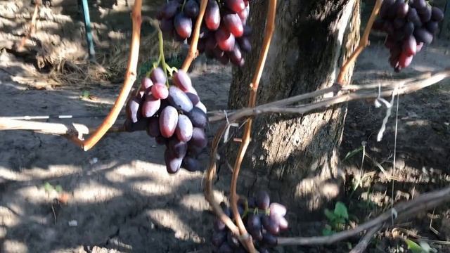 Гібридна форма раннього винограду Калугіна В.М. "Алвіка" смотреть онлайн