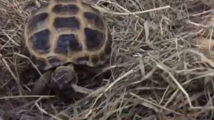 КАК ОПРЕДЕЛИТЬ ПОЛ И ВОЗРАСТ СРЕДНЕАЗИАТСКОЙ ЧЕРЕПАХИ ?