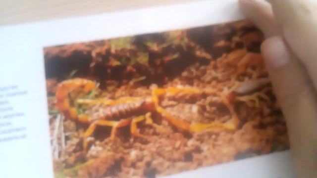 Обзор на журнал Насекомые и их знакомые выпуск 1 (2014 года) смотреть онлайн