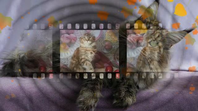 котята мейн кун смотреть онлайн