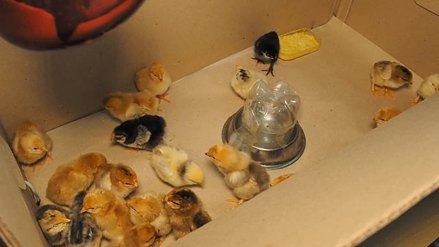 Инфракрасная лампа для обогрева цыплят. Брудер. Терморегулятор.