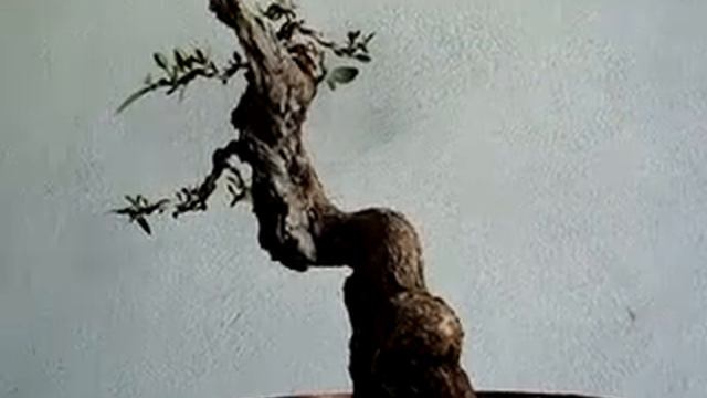 olea sylvestris смотреть онлайн