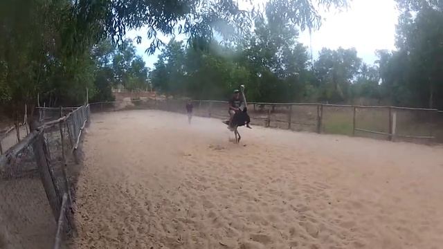 катание на страусах Вьетнам 2013 смотреть онлайн