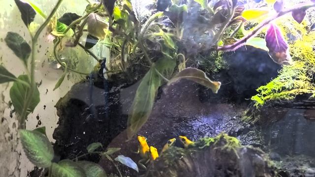 Phyllobates Bicolor Calling.