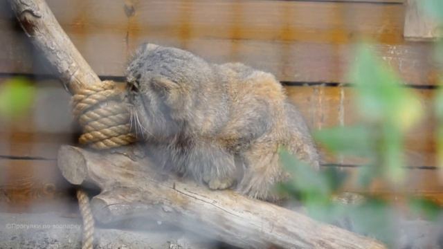 Манул Свэн передумал ждать обед и спрятался в домик. Ленинградский зоопарк