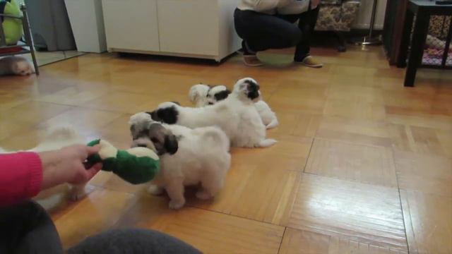 COTON DE TULEAR PUPPIES - MIRIAM'S JOY KENNEL смотреть онлайн