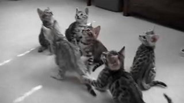 Котят колбасит смотреть онлайн