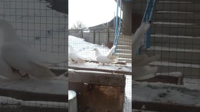 Голуби ставропольские белые смотреть онлайн