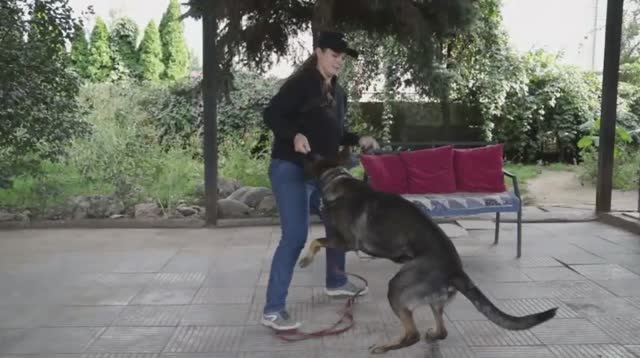 Щенок рычит. Игры. Ноги или игрушка смотреть онлайн