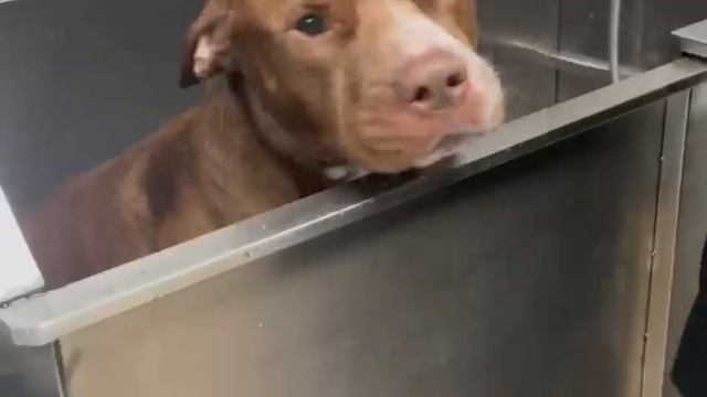 Took my Dog to LeDogBarber for a shower смотреть онлайн