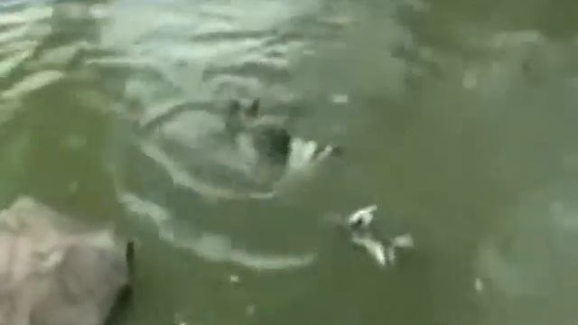 Черепаха сожрала голубя! Жесть! смотреть онлайн