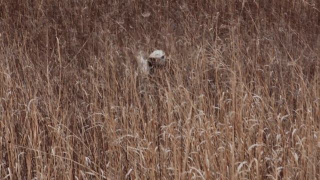 Sweet Point's Setter Tales (S2, E5) Aiming for a Cure смотреть онлайн