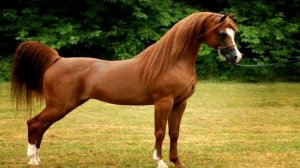 Самые быстрые лошади в мире
