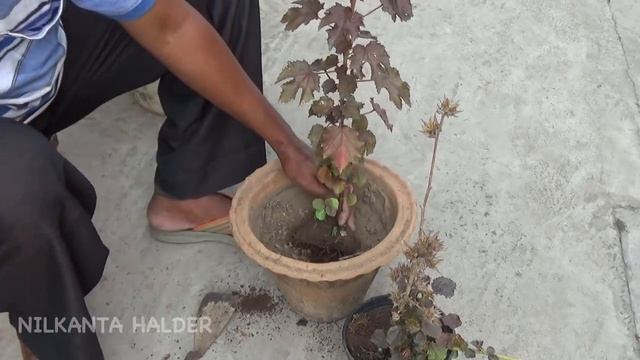 How to grow Cranberry Hibiscus plant (With English subtitle) смотреть онлайн