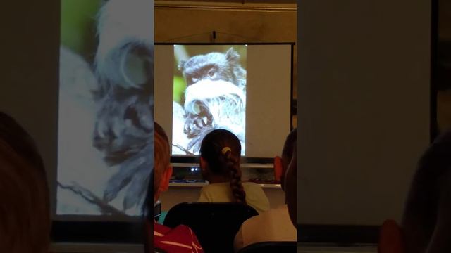 в музее, необычные животные смотреть онлайн