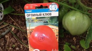Томат "Орлиный клюв". Дегустация