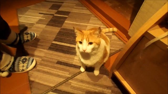 #ВерховцевПокажет - Котлас смотреть онлайн