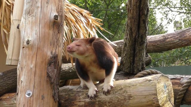 Goodfellow's Tree Kangaroo, Bristol Zoo (15th May 2019) смотреть онлайн