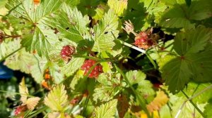 АМУРСКИЙ ВИНОГРАД ВЫРАЩИВАНИЕ ИЗ СЕМЯН.ПИТОМНИК КНЯЖЕНИКИ И МОРОШКИ.