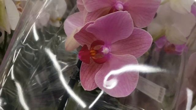 ШИКАРНАЯ орхидея ДАРВИН в ЛЕНТА | Orchids ORCHID ОРЕНБУРГ Обзор ОРХИДЕИ смотреть онлайн