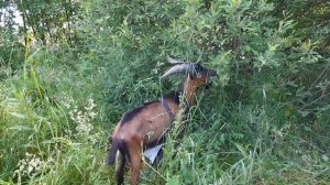 Козлята. Козы на прогулке.