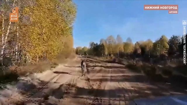 Северный олень Захар вернулся в Керженский заповедник смотреть онлайн