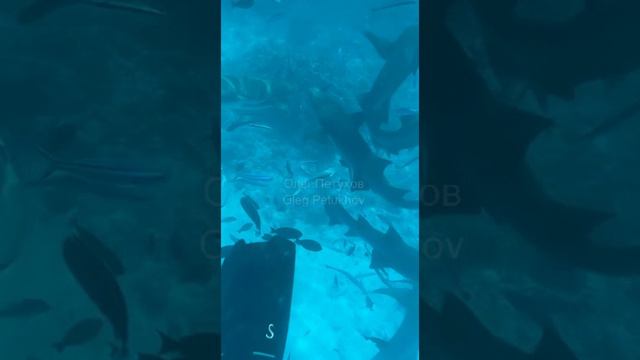 Мальдивы. Maldives. 马尔代夫。 смотреть онлайн