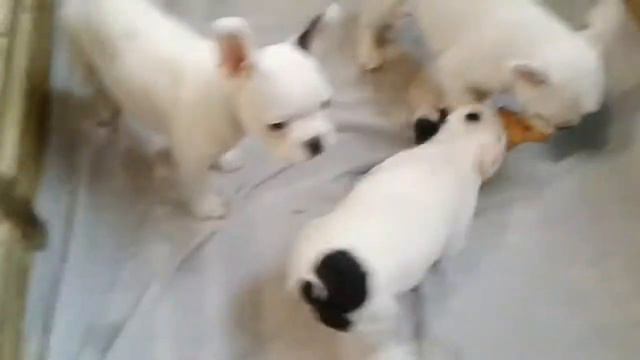 Французские бульдоги.щенки смотреть онлайн