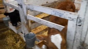 кормление телят комбикормом Пурина результаты через 2 месяца