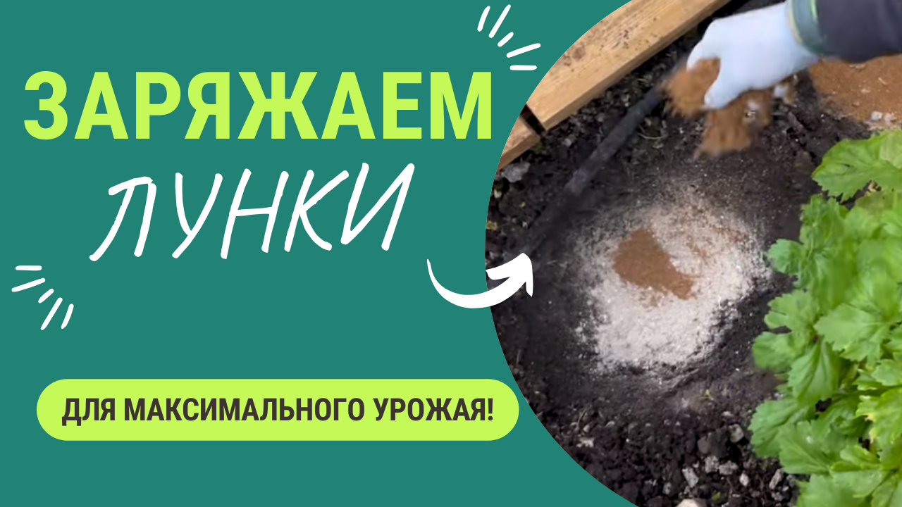 Чем зарядить лунку для максимального урожая_ Варианты для помидор, перцев, баклажан, огурцов смотреть онлайн