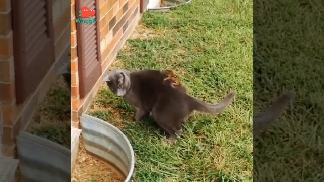 Бурундук забрался на спину кота, и тот не понимает, что происходит смотреть онлайн