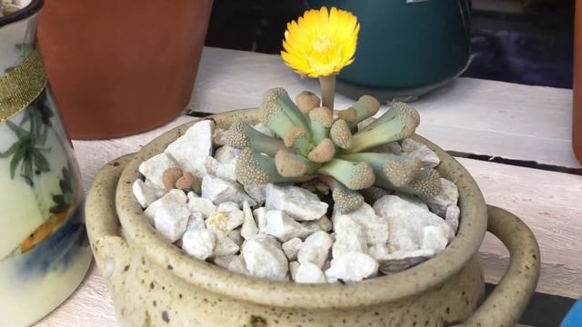 Succulent plant | Titanopsis Primosii in bloom смотреть онлайн