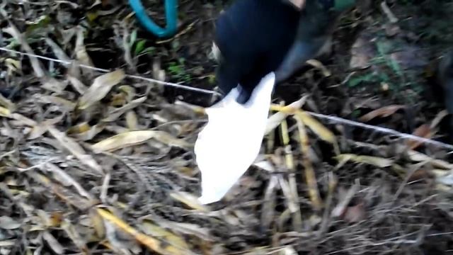 Зимняя посадка малины в грядки Розума смотреть онлайн