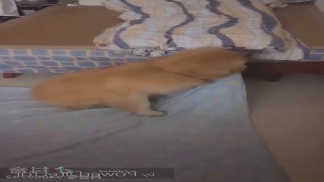 ♥ Симпатичные собаки и кошки делают смешные вещи 2018 ♥ # 136 смотреть онлайн