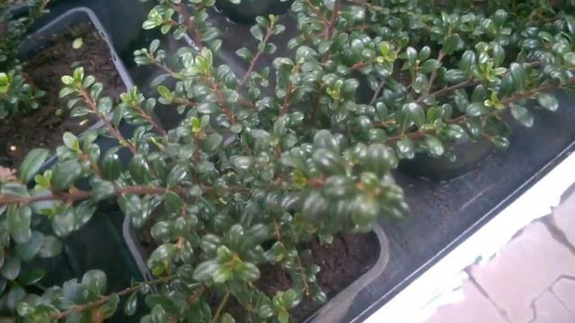 Ilex Crenata Green Lustre смотреть онлайн