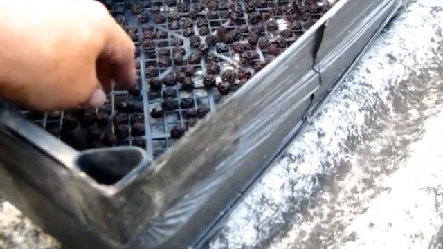 ВИШНИ СУШЁНЫЕ как высохли в новой сушилке смотреть онлайн