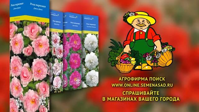 Агрофирма "ПОИСК". Розы серии "Северный сад". смотреть онлайн