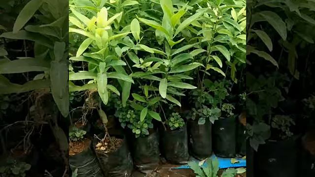 White chandan plant смотреть онлайн