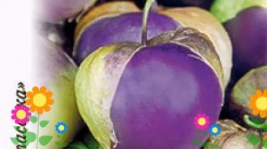 Физалис (Сливовый джем). Краткий обзор: Физалис описание характеристик, где купить семена