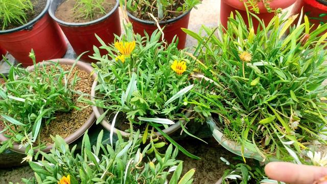 gazania plant summer care nd gazania seed collection смотреть онлайн