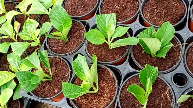How to plant and grow hydrangea flower смотреть онлайн