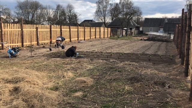 Посадили клубнику. Ураган унес две теплицы, еле остались целы. Лизунец для овец. смотреть онлайн